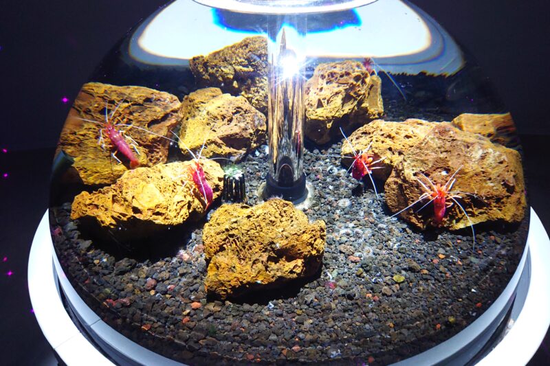 ata aquarium